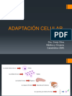 Adaptación Celular