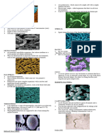 Tipid Mode Domain Archaea