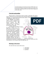 The Heart: Overview and Position