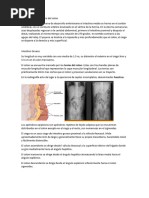 Anatomia Colon y Recto