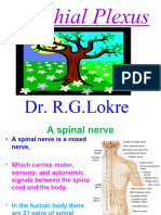 Brachial - Plexus PPT by RGL 2024 Final