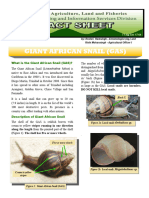 Giant African Snail GAS - Compressed