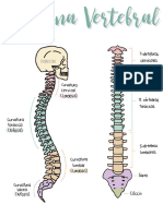 Columna Vertebral