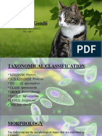 Toxoplasma Gondii