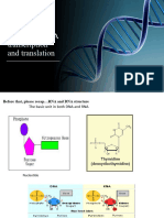 Protein Synthesis - DNA Transcription and Translation-2