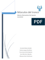 Musculos Del Tronco