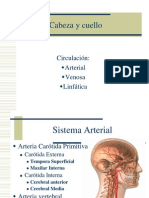 Vasos de La Cabeza y Cuello