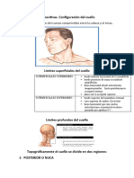 Configuración Del Cuello