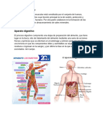 Aparatos y Sistemas Del Cuerpo