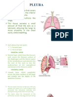 Pleura