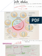 Ciclo Celular
