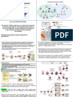 Cellular Immune Response