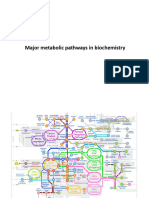 BÃ I 7 Major Metabolic Pathways in Biochemistry (Version 1)