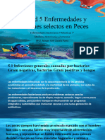 Unidad V Enfermedades y Síndromes Selectos en Peces