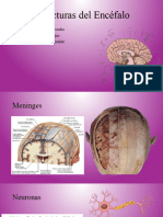 Estructuras Del Encéfalo-4