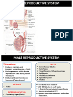 Male Reproductive System