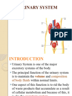 Urinary System 051753