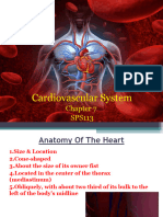 Chapter 7 - Cardiovascular System