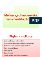 Mollusca, Echinodermata, Hemichordata, Chordata