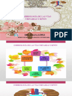 Embriologia Renal