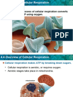 4.4 Overview of Cellular Respiration