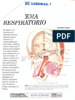 El Sistema Respiratorio Diario El Liberal