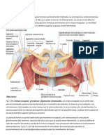 BIOMECANICA Miembro Superior