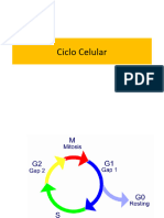 Ciclo Celular