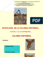 Columna VertebralUNELLEZ COMPARADA