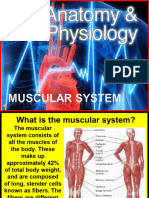 175 Anatomy Muscular System