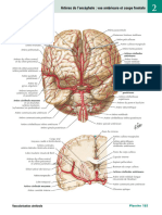 Artères de L'encéphale Vue Antérieure Et Coupe Frontale