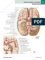 Artères de L'encéphale Vues Inférieure