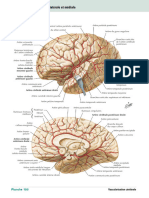 Artères Du Cerveau Vues Latérale Et Médiale