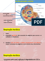 Respiração Celular