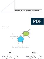 Estructura y Función de Ac. Nucl 2