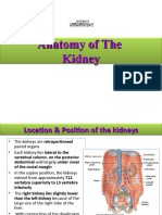 Anatomy of The Kidney