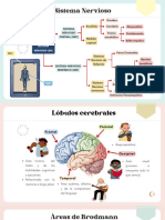 Flashcards de Psicobiologã A