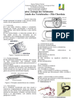 Unidade 1 - Introducao Aos Vertebrados