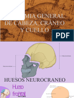 Anatomia General de Cabeza y Cuello