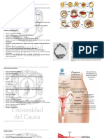 Embriología - Segundo Corte