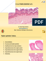 HIG-1 y 2 Tejido Epitelial I y II