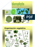 Division Chlorophyta2011a