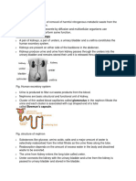 Notes Excretion Class10