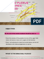 Brachial Plexus and Dermatomes Myotomes 2024