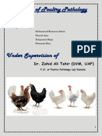 Manual of Poultry Pathology Kamalia Lab-1-1