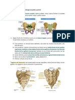 Resumen Anatomía 3 1