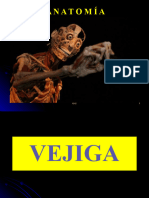 VEJIGA