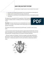 Human Circulatory System