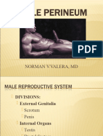 Male Perineum