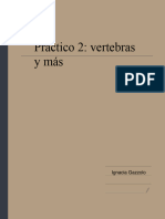 PRACTICO 2 - Vertebras Y Demás